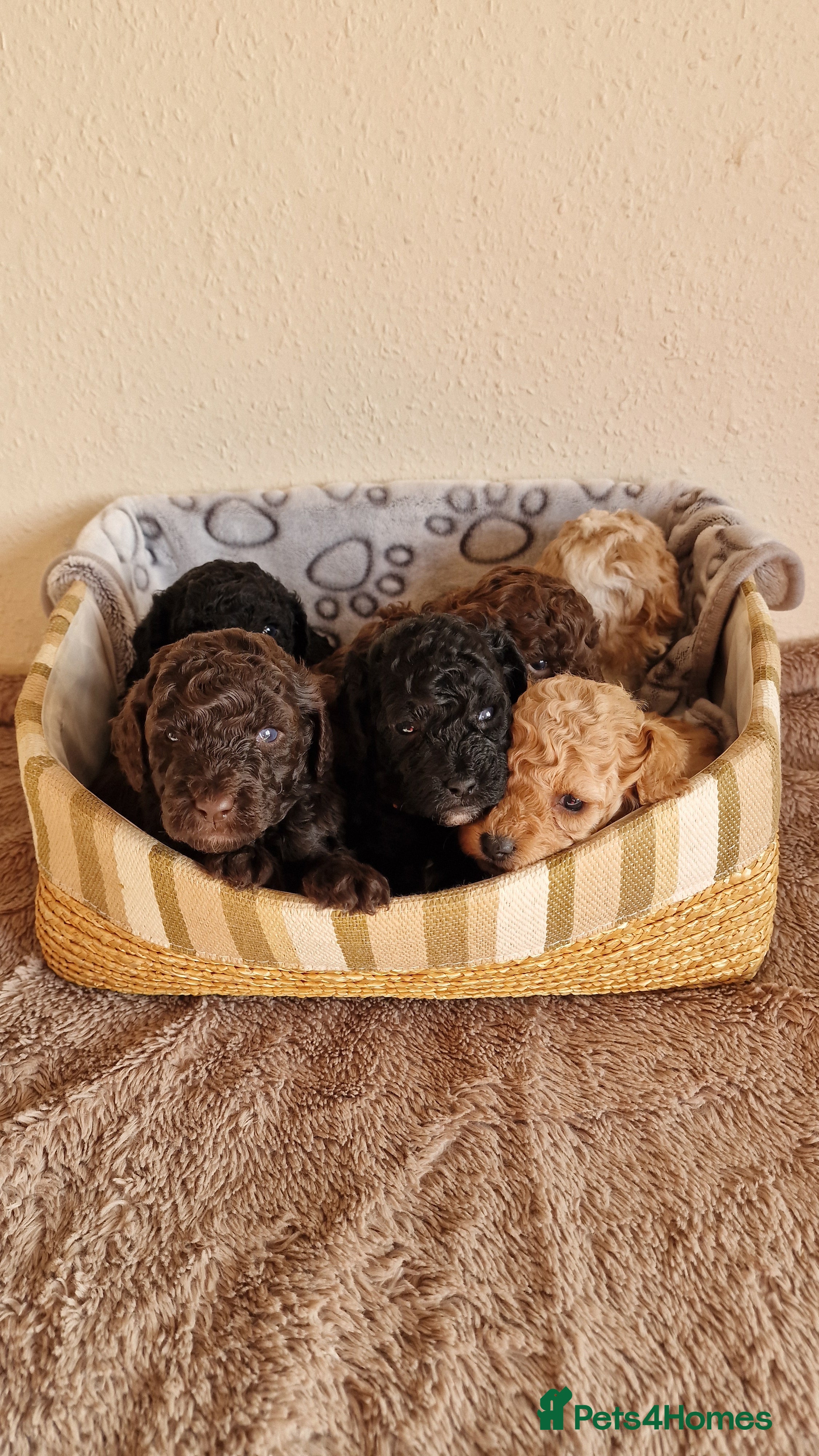 Miniature Poodle dogs Stunning Miniature Poodle Puppies PRA clear  - Advert 1