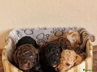 Miniature Poodle dogs Stunning Miniature Poodle Puppies PRA clear - Advert 1