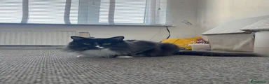 Milo