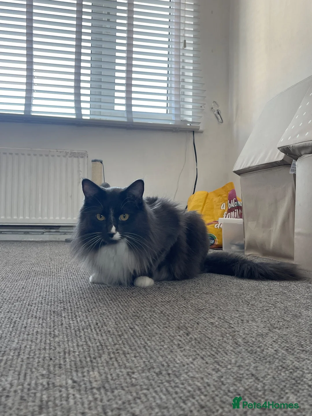 Mixed Breed cats for sale: Milo  in Nottingham - Advert 2