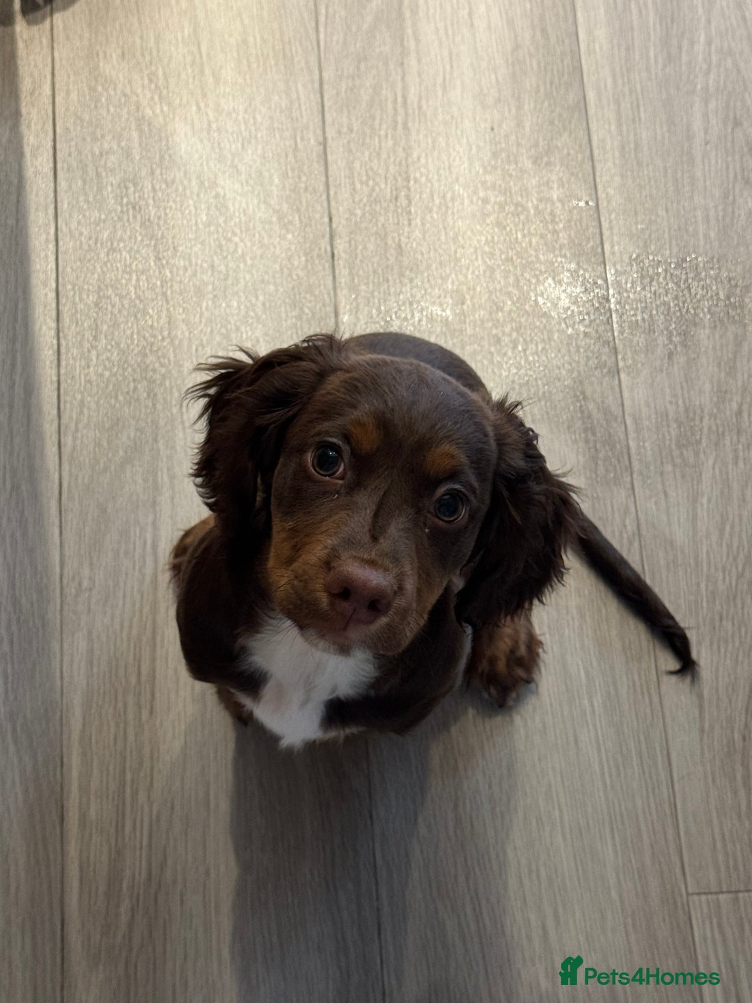 Cocker Spaniel dogs for sale: Loving Home Wanted for Beautiful Olive (WCS Puppy) - Image 14