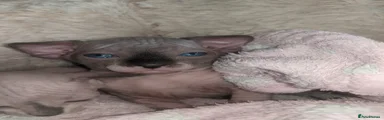 Sphynx Kitten 2
