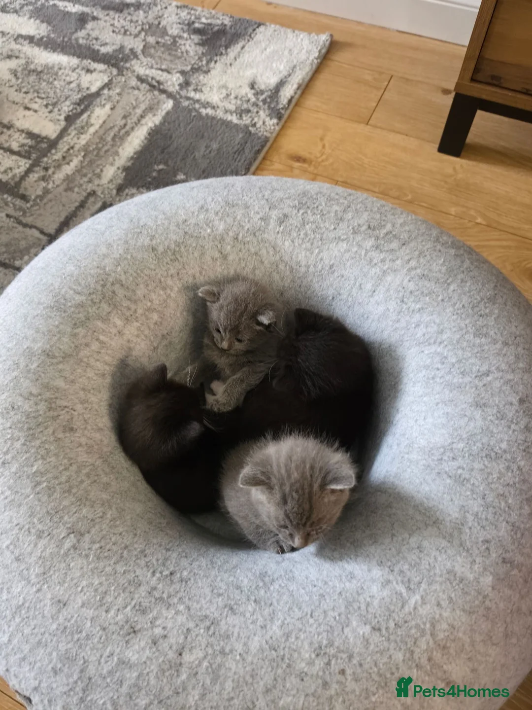 Scottish Fold cats for sale: Gorgeous kittens for loving homes - Advert 2