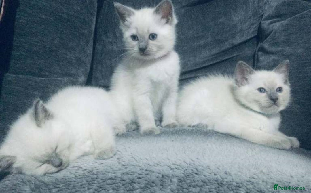 Ragdoll cats for sale: Gorgeous Ragdoll kittens for great homes - Advert 3
