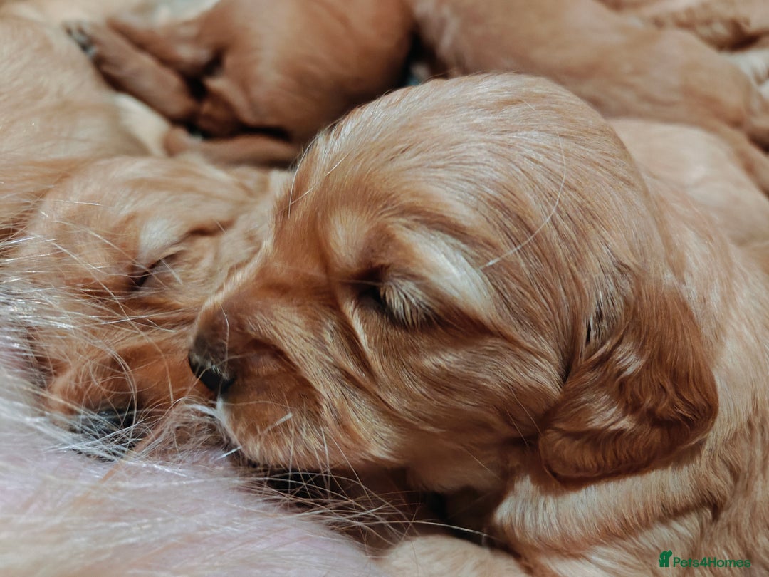 Mini Goldendoodle dogs for sale: Superb home-bred F1 Mini Goldendoodle GIRL - Advert 36