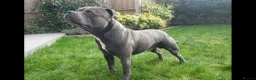 Staffordshire Bull Terrier dogs for stud: World-Class Blue Staffy stud-son of a Champion. in Wellingborough - Advert 16