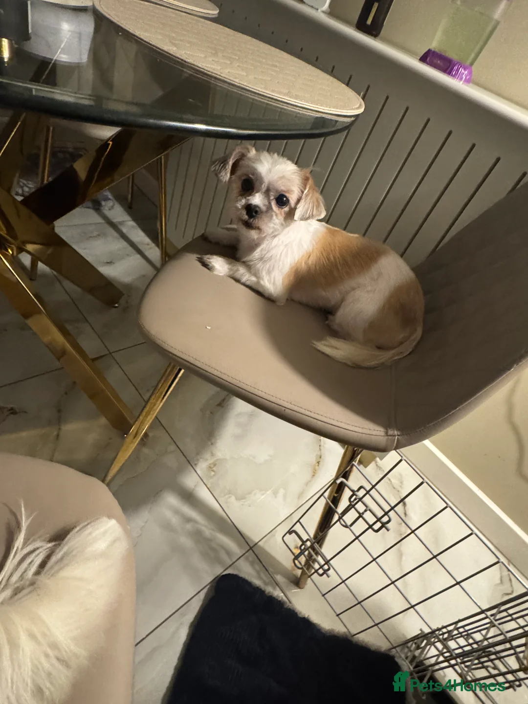 Shorkie dogs for sale: Shih Zuz X Yorkshire terriers - Advert 4