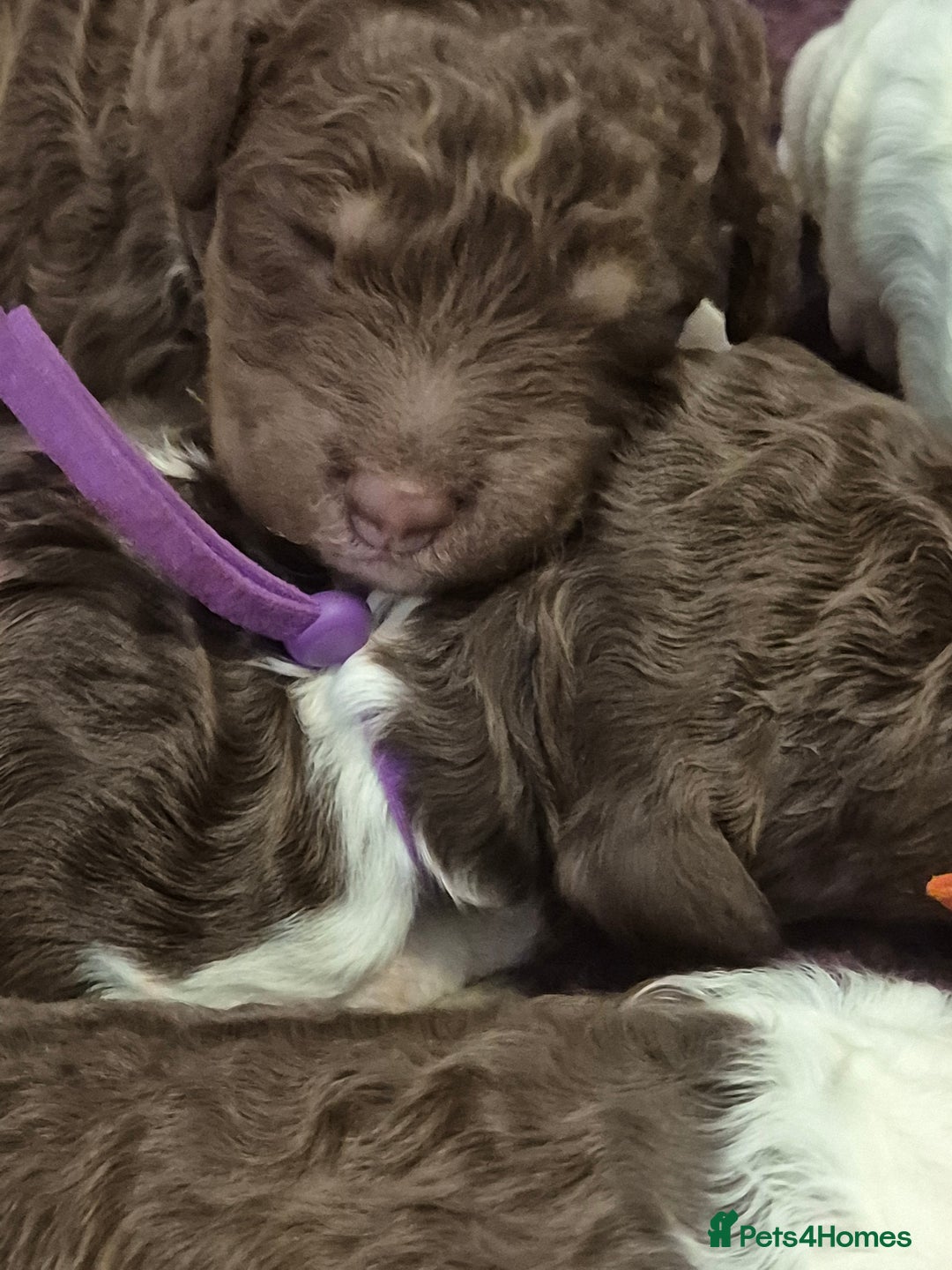 Standard Poodle dogs for sale: Beautiful KC registered parti tris - Advert 16