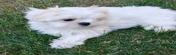 Maltese dogs for sale: Beautiful cuties - Advert 10