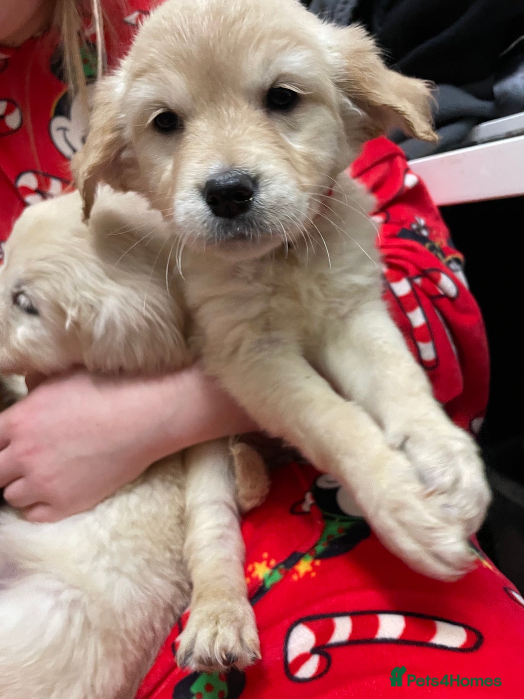 Golden Retriever dogs for sale: Gorgeous golden retriever puppies  - Advert 4