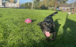 Mixed Breed dogs for sale: Golden Retriever Cross - Advert 5