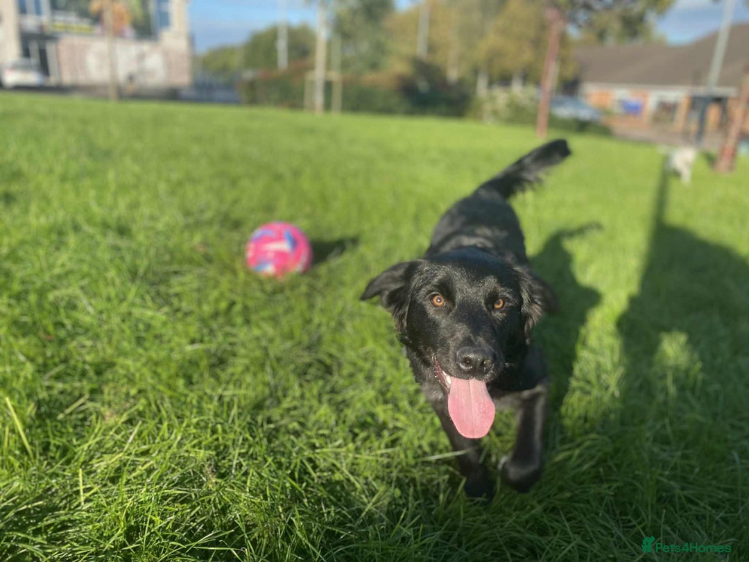 Mixed Breed dogs for sale: Golden Retriever Cross - Advert 5