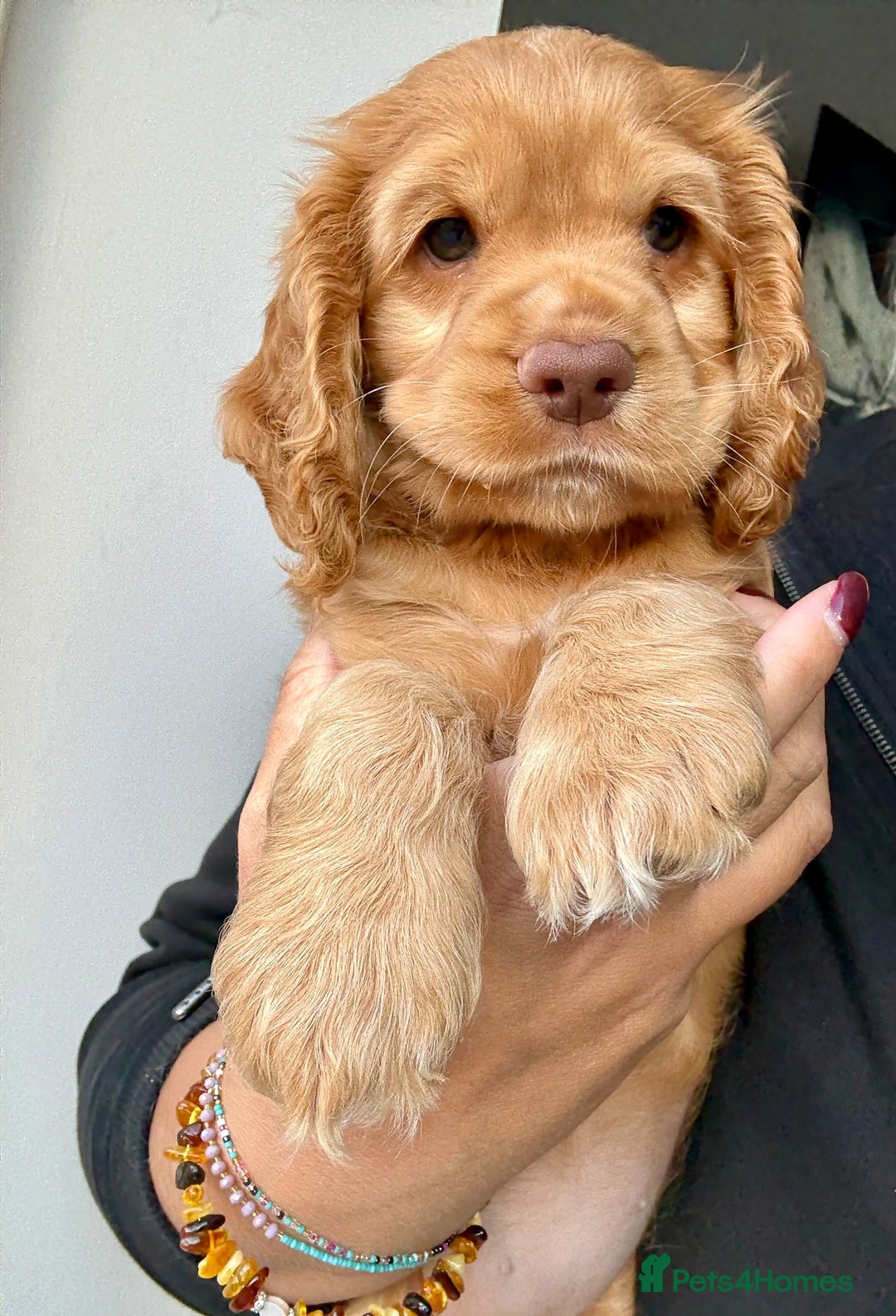 Cocker Spaniel dogs for sale: Beautiful Cocker Spaniel Pups - Image 9