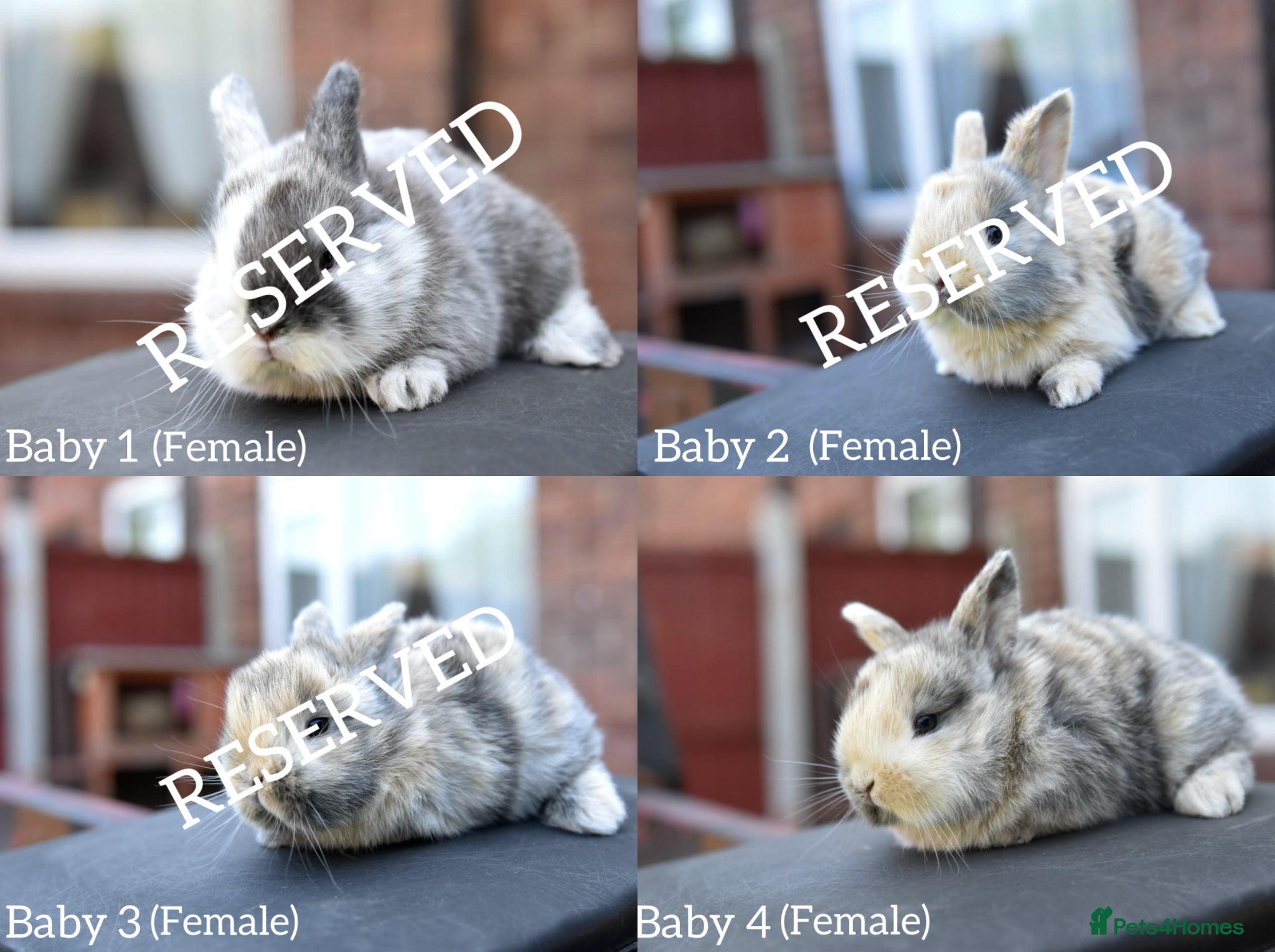 Lionhead rabbits Baby Lionhead x Lops Looking For New Home - Advert 1