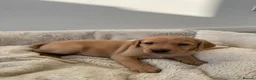 Labrador Retriever dogs for sale: Gorgeous 6-Week-Old Working Labrador Puppies in Ripley - Advert 15