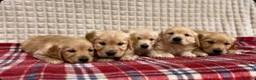Golden Retriever dogs for sale: GORGEOUS GOLDEN RETRIEVER PUPPIES  in Carmarthen - Advert 19