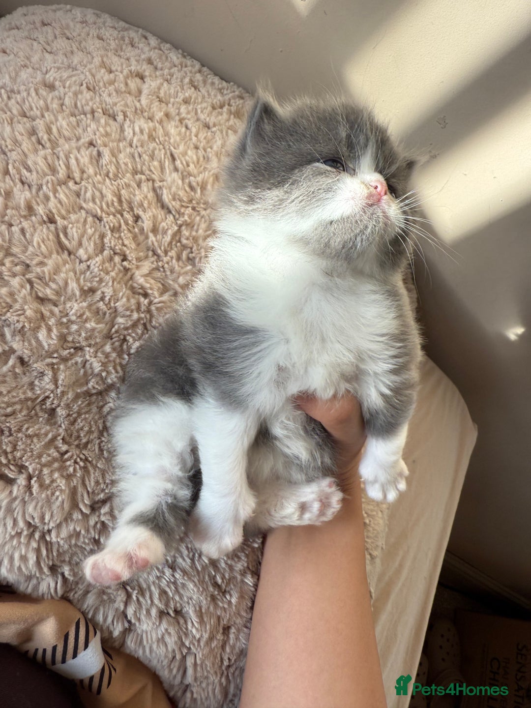 Persian cats for sale: Gorgeous Persian Kittens  - Advert 8