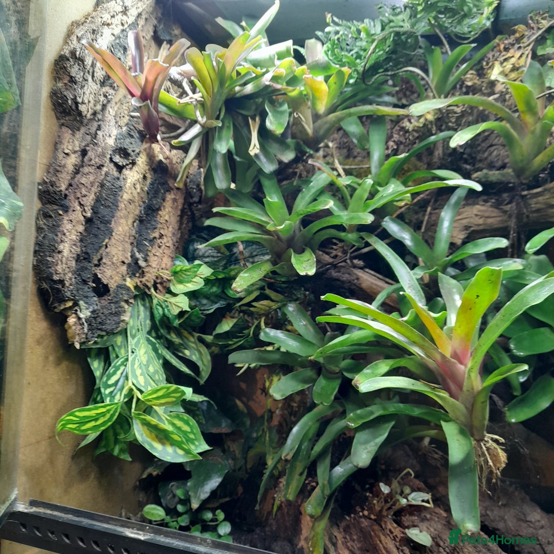 Frog reptiles for sale: 90x90x45 exo terra vivarium  - Image 3
