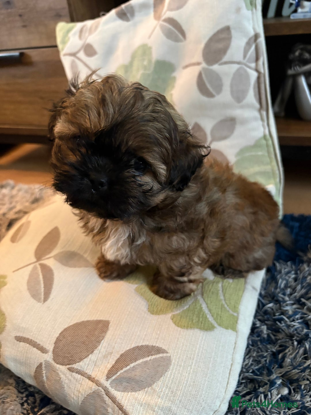 Mixed Breed dogs for sale: Shih Tzu cross - teddy bear puppies - Advert 15