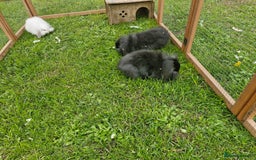 Lionhead rabbits for sale: 4 bunnies 8 weeks old looking for new homes - Image 7