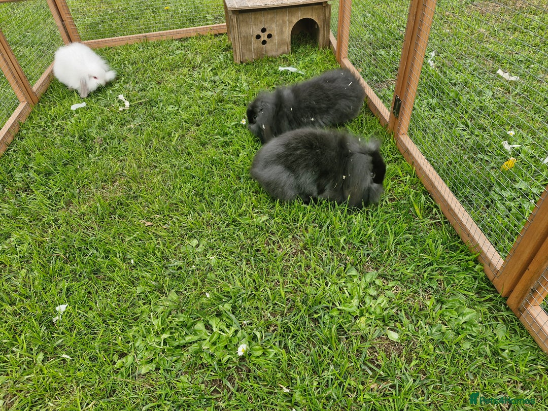 Lionhead rabbits for sale: 4 bunnies 8 weeks old looking for new homes - Image 7