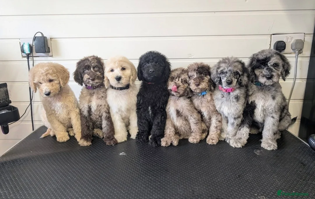 Goldendoodle dogs for stud: Monty, proven stud! Gorgeous F2bb Goldendoodle - Advert 2