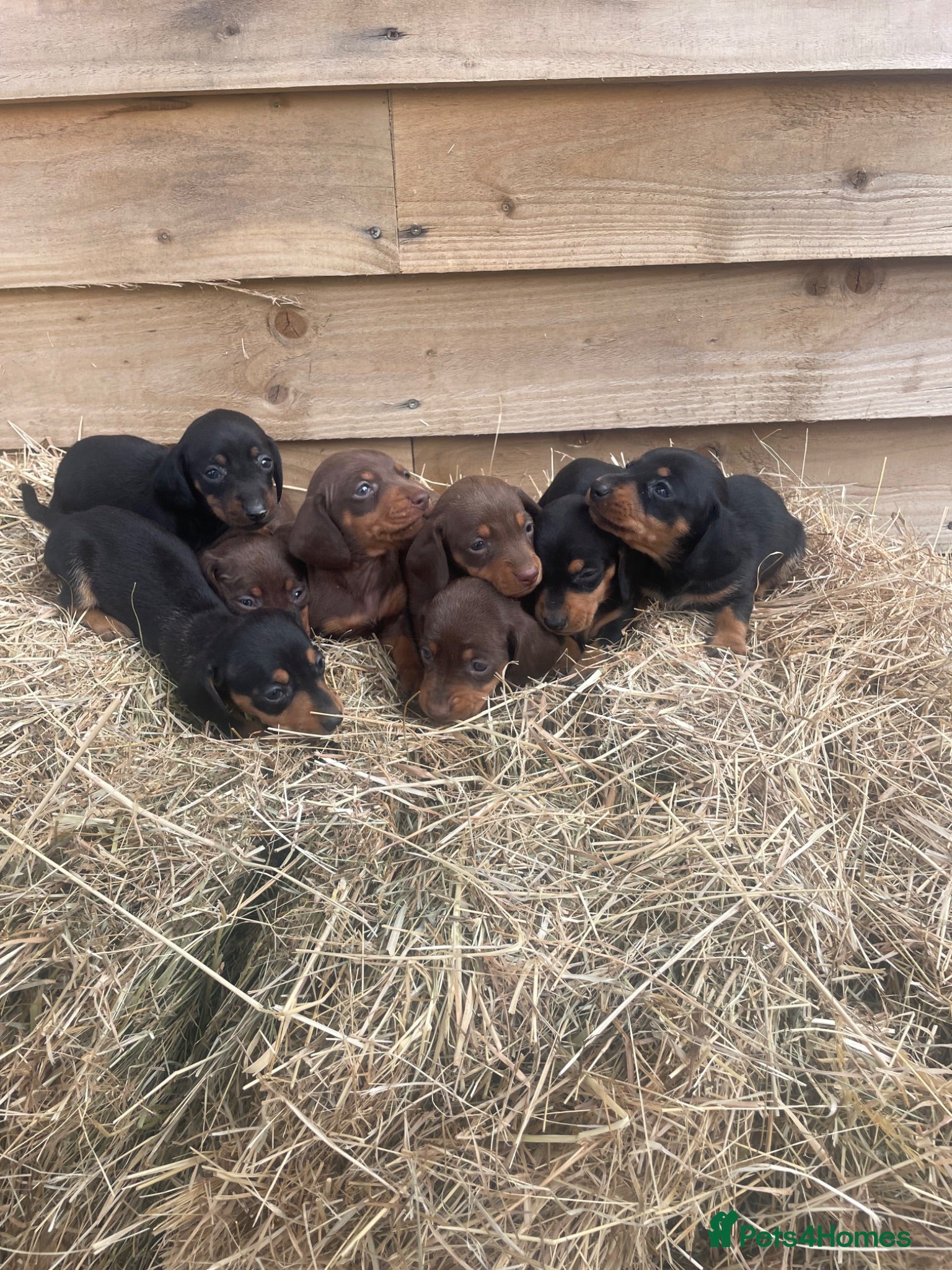 Miniature Dachshund dogs Miniature Dachshund Pup 🐶  - Advert 17