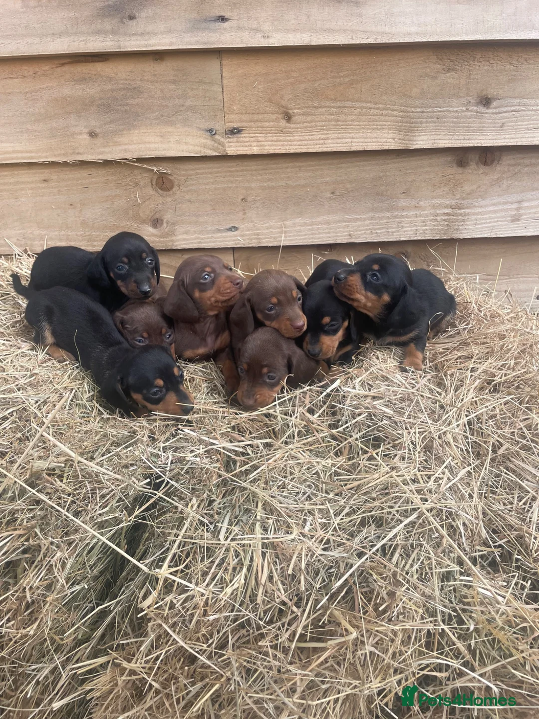 Miniature Dachshund dogs for sale: Miniature Dachshund Pup 🐶  in Langport - Advert 2