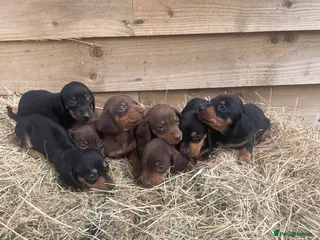 Miniature Dachshund dogs Miniature Dachshund Pup 🐶 - Advert 17