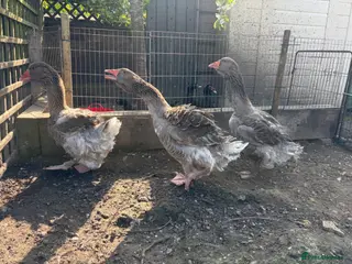 Geese poultry 3 exhibition Toulouse ganders - Advert 16