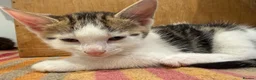 Mixed Breed cats for sale: Adorable Kittens Available to a Loving Home - Advert 9