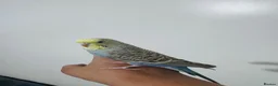 Budgerigars birds for sale: Friendly Budgie – Hand-Tamed, Needs a Loving Home  - Advert 4