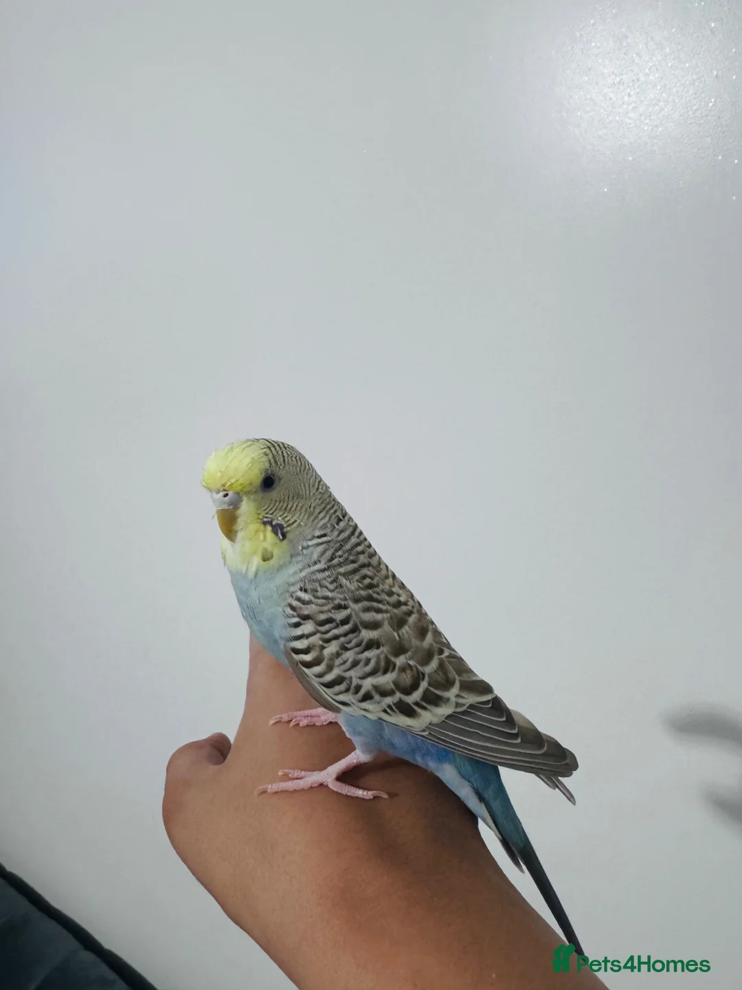Budgerigars birds for sale: Friendly Budgie – Hand-Tamed, Needs a Loving Home  - Advert 4