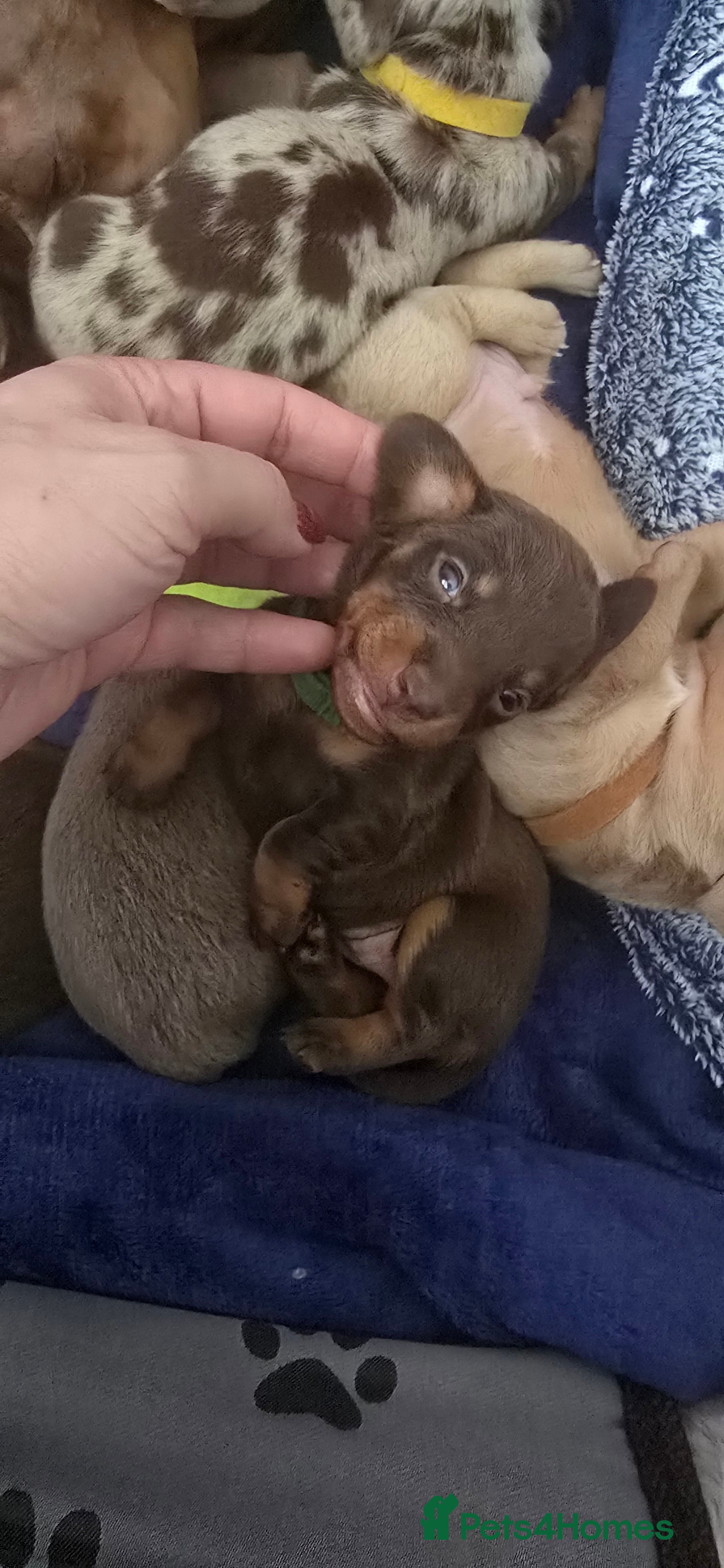 Miniature Dachshund dogs KC registered miniature Dachshund 🐶  - Advert 4