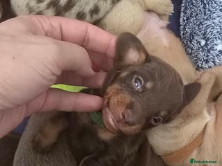 Miniature Dachshund dogs KC registered miniature Dachshund 🐶 - Advert 13