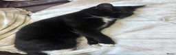 Mixed Breed cats for sale: For Adoption -(Free)  2 x female cats - Advert 12