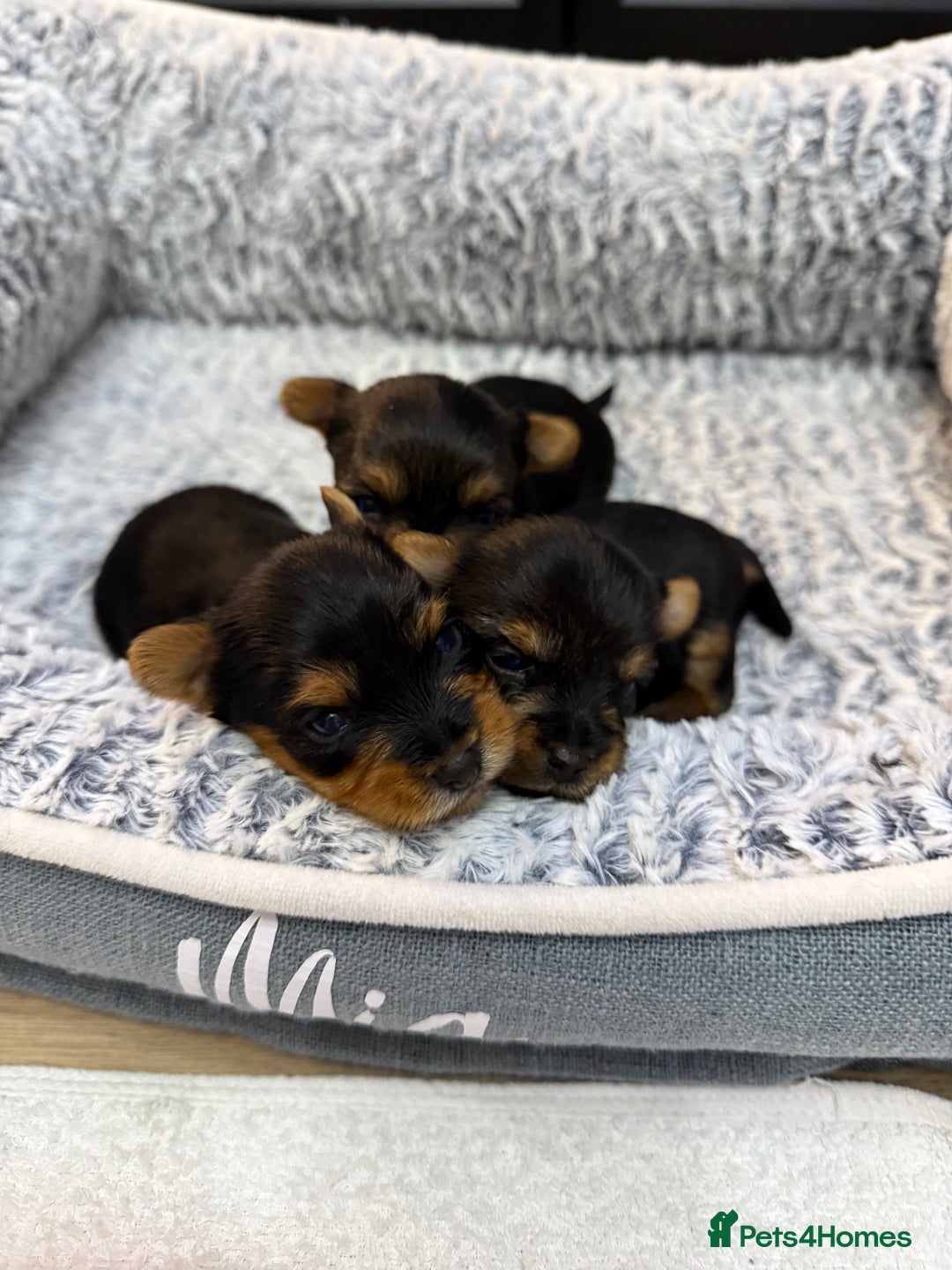 Yorkshire Terrier dogs for sale: Yorkshire Terrier Puppy – Boy - Advert 5