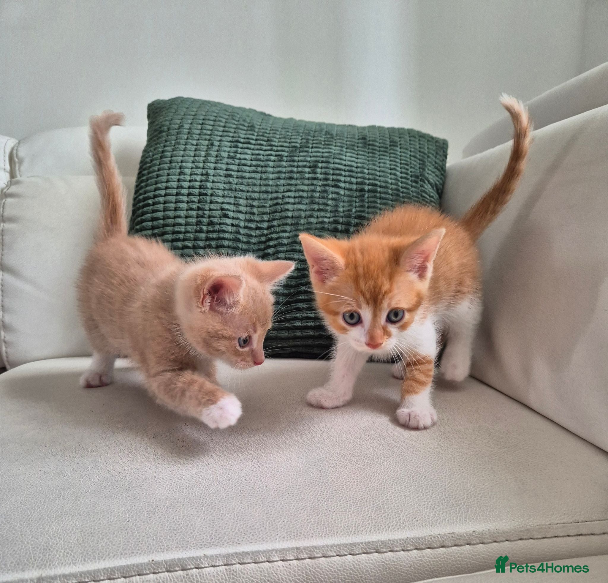 Mixed Breed cats Ready to go sweet ginger kittens(2left)  🐾 - Advert 1