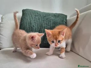 Mixed Breed cats Ready to go sweet ginger kittens(2left) 🐾 - Advert 2