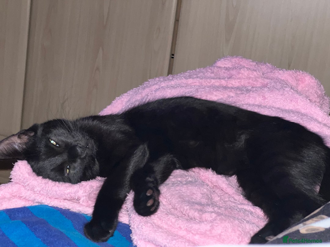 Mixed Breed cats for sale: A black cat - Image 7