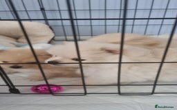 Pomeranian dogs for sale: 3 male Pomeranian puppies, 1 cream, 2 cream sable. - Image 14