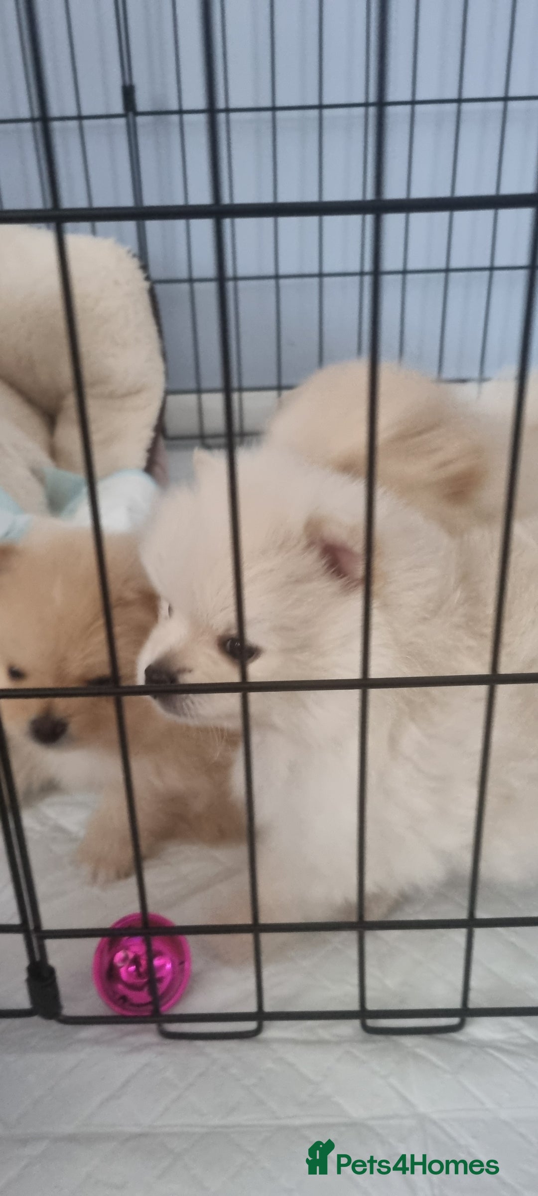 Pomeranian dogs for sale: 3 male Pomeranian puppies, 1 cream, 2 cream sable. - Image 14