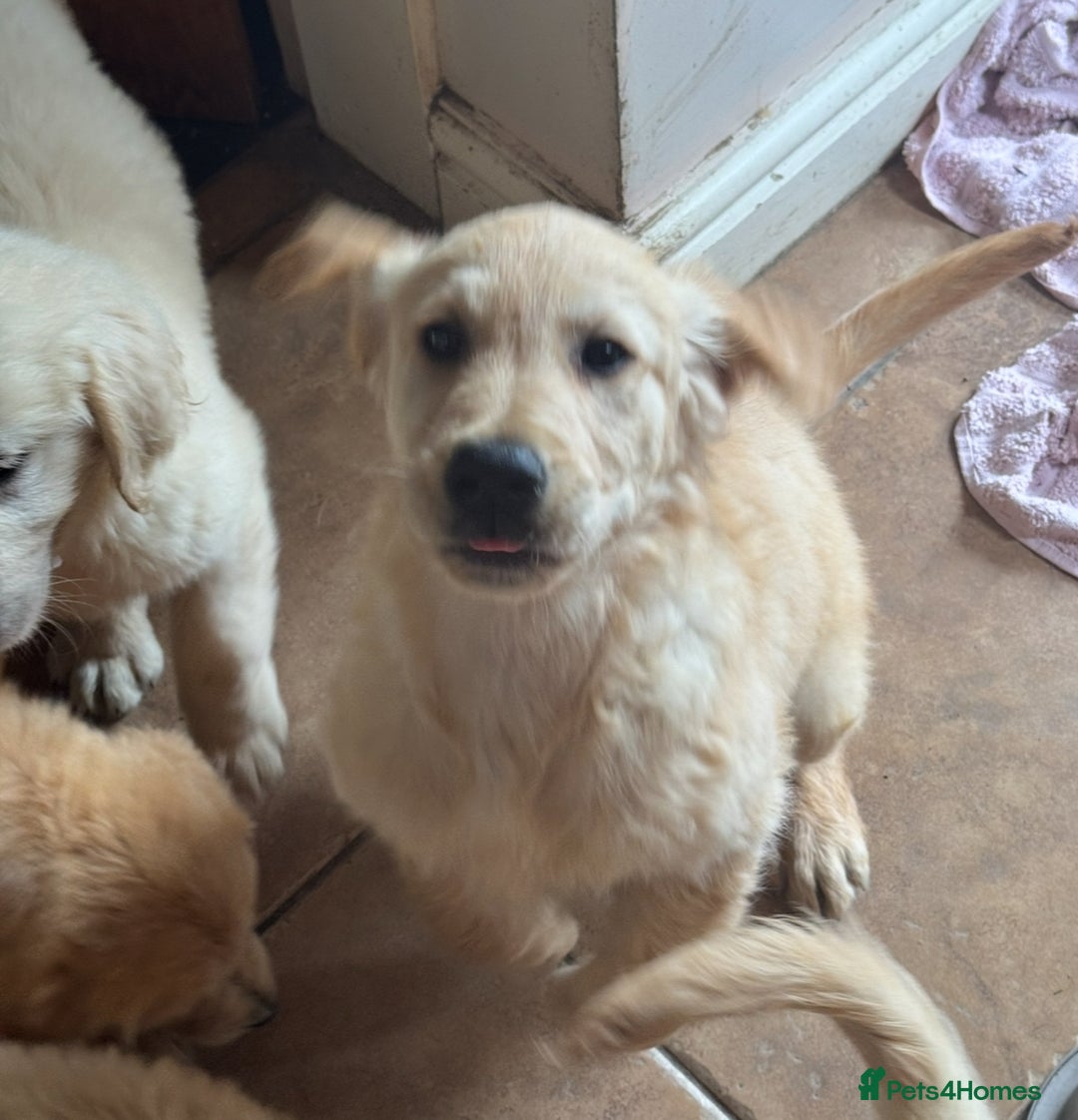 Golden Retriever dogs for sale: Healthy well socialised calm KC puppies - Image 27