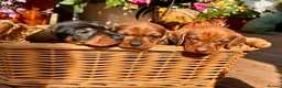 Dachshund dogs for sale: Miniature Wire hair Dachshund puppies  - Advert 2