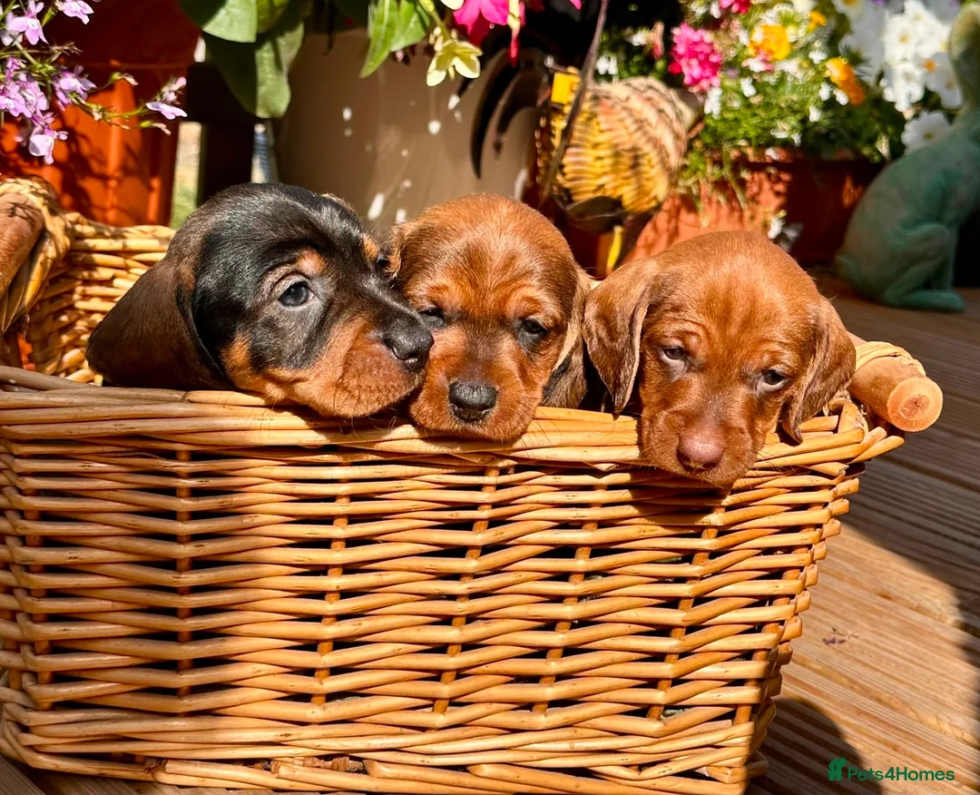 Dachshund dogs for sale: Miniature Wire hair Dachshund puppies  - Advert 2