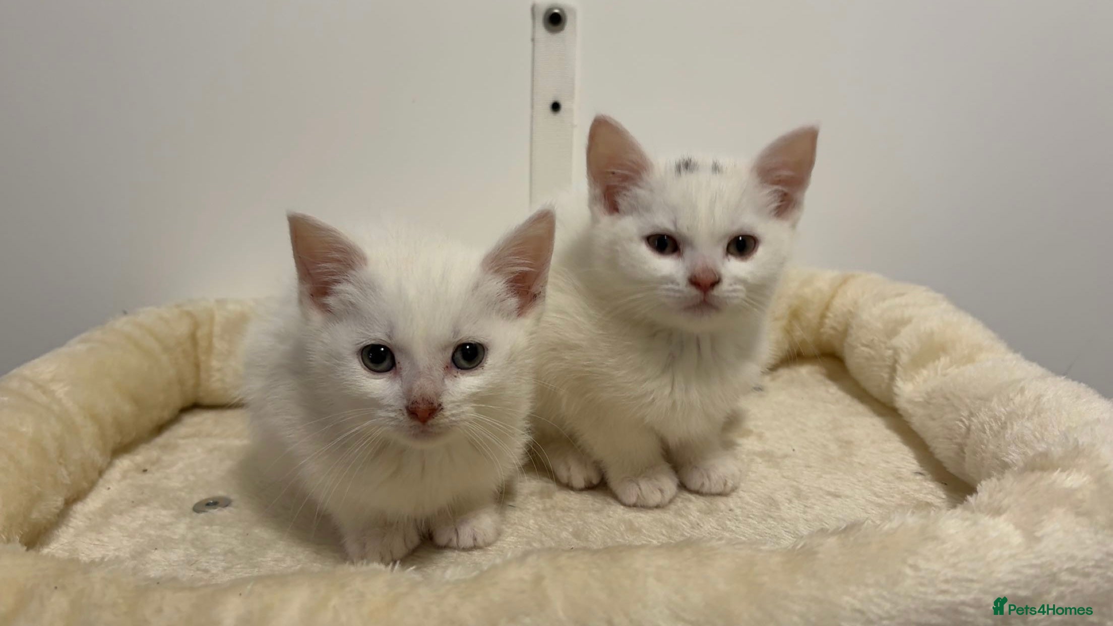 Turkish Angora cats X2 Turkish Angora Kittens - ready to leave! - Advert 5