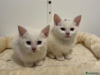 Turkish Angora cats X2 Turkish Angora Kittens - ready to leave! - Advert 5