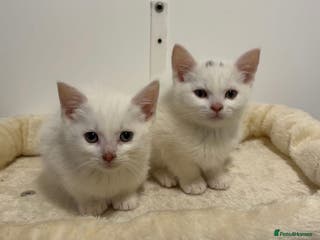 Turkish Angora cats X2 Turkish Angora Kittens - ready to leave! - Advert 7