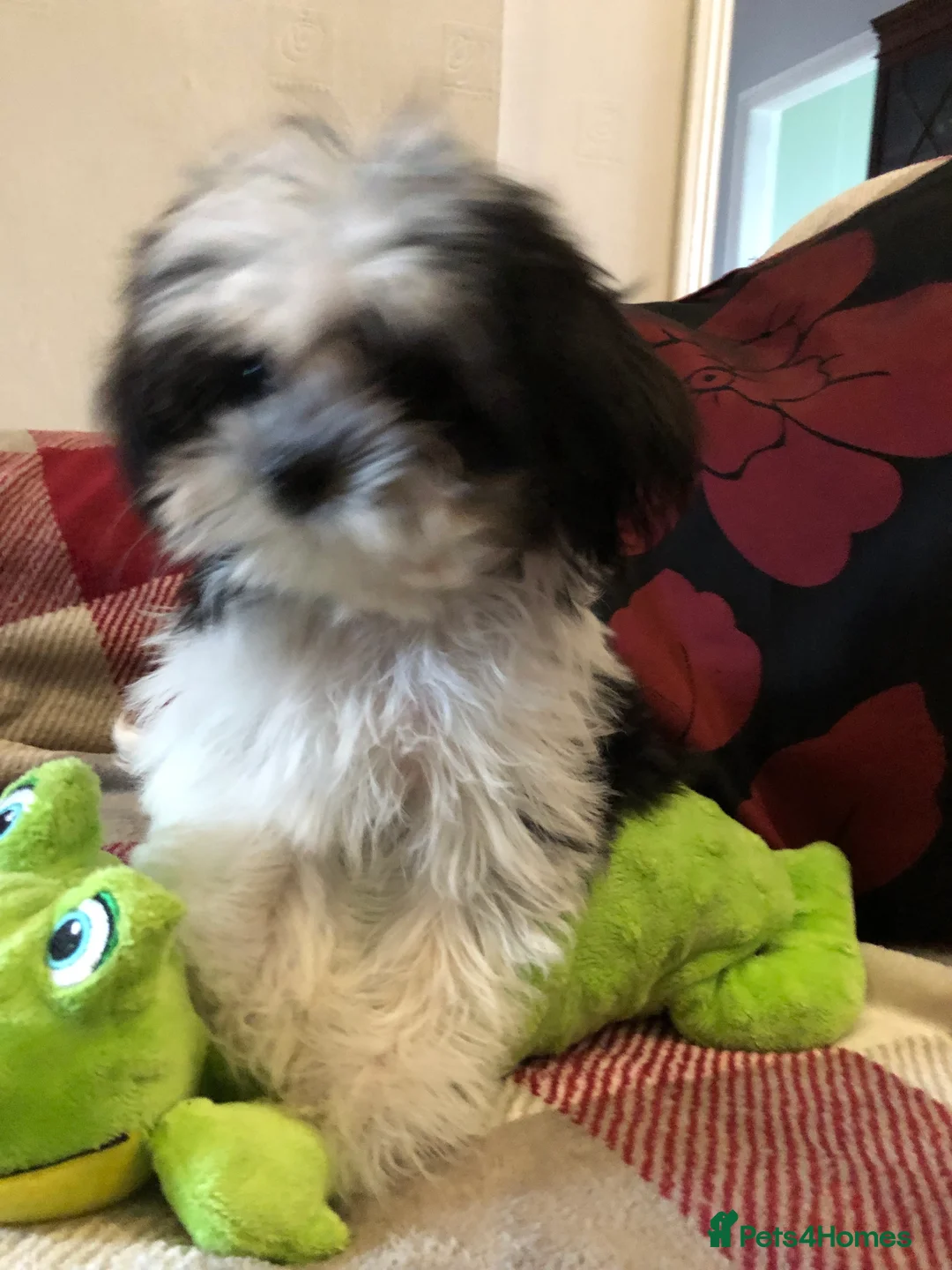 Malshi dogs for sale: shihtzu x maltese puppies for sale - Advert 4