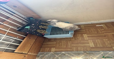 English Lop rabbits male and one female adorable and stunning - Advert 4